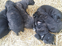cuccioli cane corso rustico